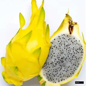 Yellow Dragon Tree