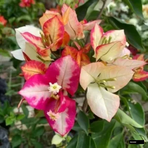Sufia Indiana Bougainvillea