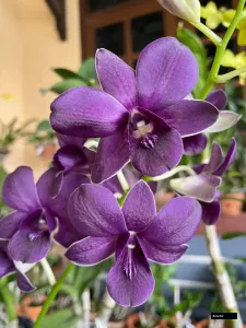 Ckai Oka X Blue Sapphire #366 Seedling