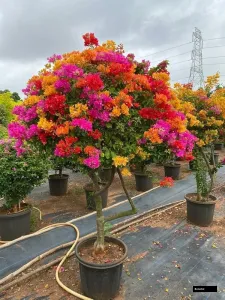 Bougainvillea Multi Colour Plant