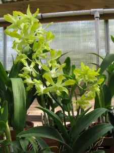 Dendrobium Gentting Royal Orchid Plant