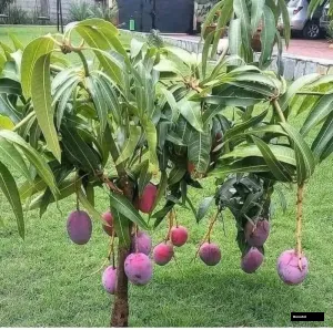 Red Palmer Mango
