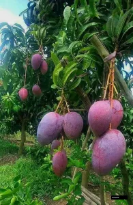 Naamdokmai Purple Shomong Tree