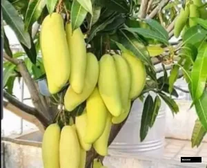 Banana Mango