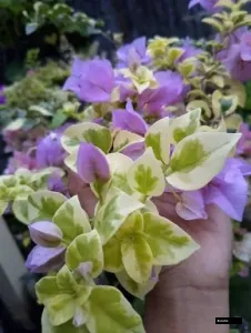 Pink Abby Variegated Bougainvillea Plant