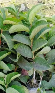 Red Daimond Goava Tree