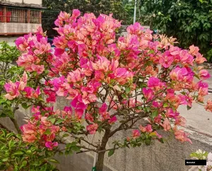 Arjuna Bougainvillea Plant