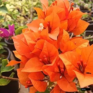 Orange Glow (rooted) Bougainvillea