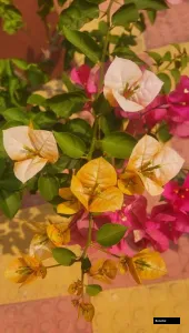 Golden Sunshine (Rooted) Bougainvillea