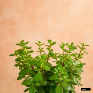 Jade Plant (crassula Ovata) – Indoor Good Luck Succulent Plant
