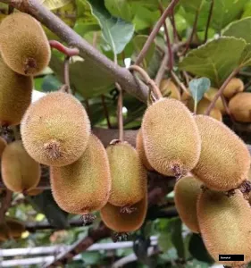 Kiwi Row Ready To Fruit Varaity