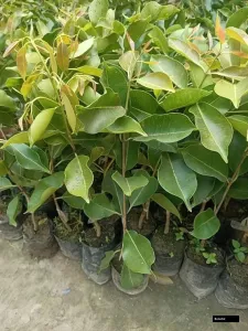 Thai Jamun