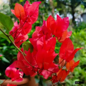 Ruby Red Bougainvillea Plant