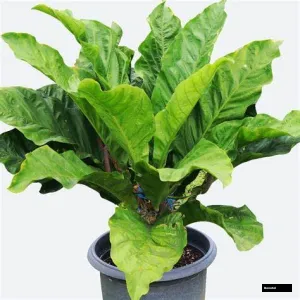 Anthurium Hookeri Plant