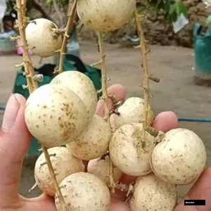 White Aroma Durian Langhan Big Size