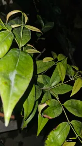 Blueberry Plant