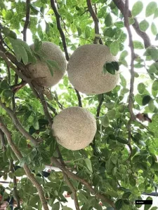Thai Katbel Woodaple Sweet Tree