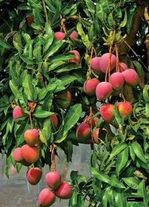 Red Palmer Mango