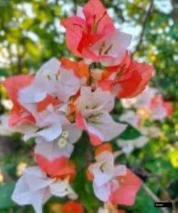 Maharani (grafted) Bougainvillea