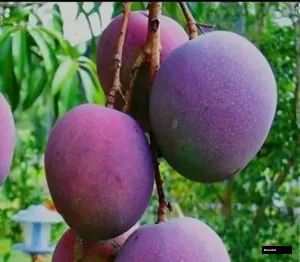 Maya Mango Plant