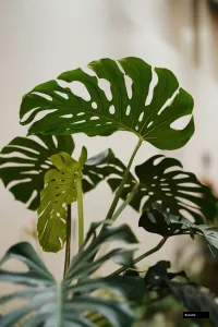 Monstera Deliciosa