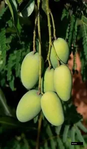 Daseri Mango Tree