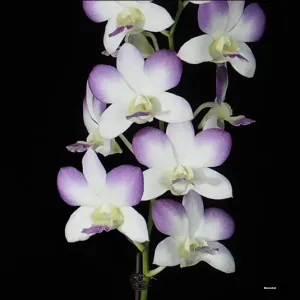 Aridang Blue (seedling)