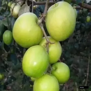 Tok Misti Ber (kul)