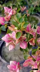 Black Monalisa Bougainvillea