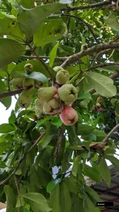 Green Jamrul