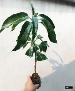Naam Dokmai Mango Grated Tree