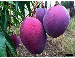 Irwin Perple Mango