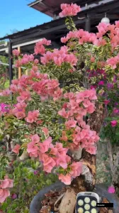 Taiwan Girl (grafted) Bougainvillea