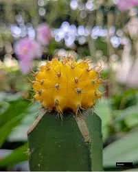 Yellow Moon Cactus Plant