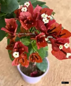 Choco Brown (rooted) Bougainvillea