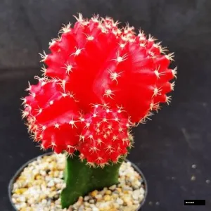 Pink Moon Cactus Plant