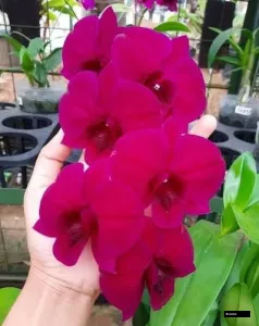 Dendrobium Red #911 (seedling)