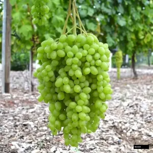 Lorus Grape Tree
