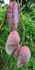 Red Ivori Mango