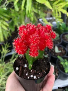 Red Moon Cactus Plant