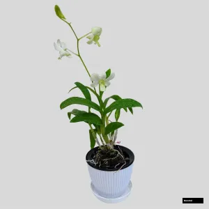 Shavin White, White 5 N (seedling)