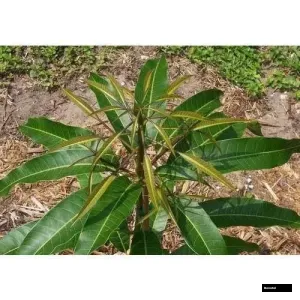 Gourmoti Mango Grafted