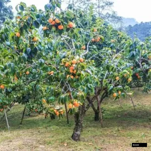 Parsemon Fue Japans National Fruit Tree