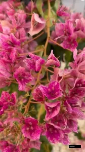 Lady Bird (grafted) Bougainvillea