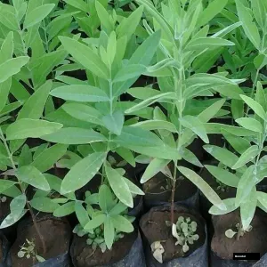 White Sandal Wood Live Plant