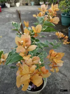 Yellow Bougainvillea Rooted
