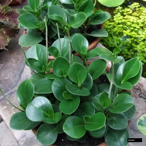 Pepromia Orba Green Plant