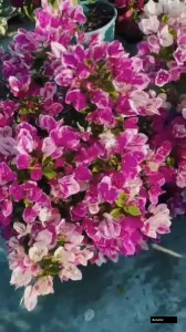 Miss Holland Spotted Bougainvillea Plant