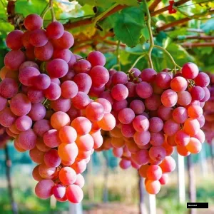 Aceclo Grapes Plant