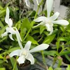 Dendrobium Shavin White Orchid Plant